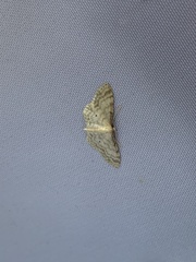 Idaea fuscovenosa