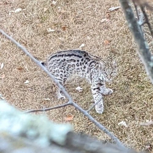 Bobcat photographed in Minnesota