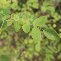 Rosa gymnocarpa