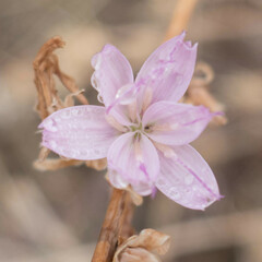 Stephanomeria virgata