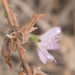 Stephanomeria virgata