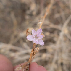 Stephanomeria virgata