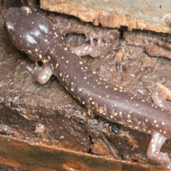 Aneides lugubris