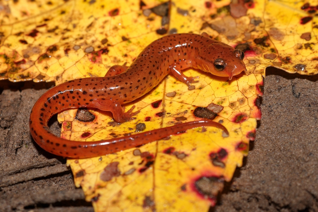Carolina Sandhills Salamander