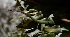 Elaphoglossum