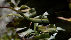 Elaphoglossum