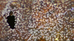 Tremellomycetes