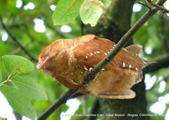 Steatornis caripensis