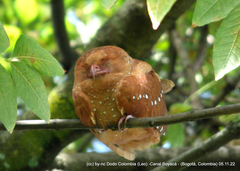 Steatornis caripensis