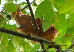 Steatornis caripensis