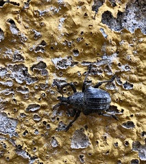 Sternechus tuberculatus