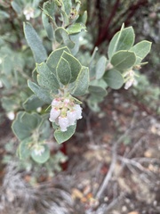 Arctostaphylos silvicola