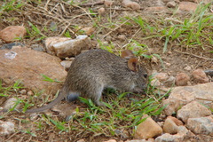 Arvicanthis niloticus