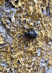 Sternechus tuberculatus