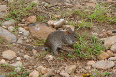 Arvicanthis niloticus