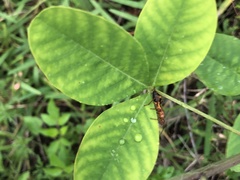 Dalbergia ecastaphyllum