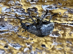 Sternechus tuberculatus