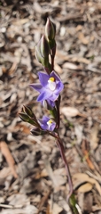 Thelymitra arenaria