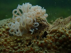 Phyllodesmium serratum