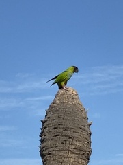 Aratinga nenday
