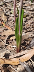 Thelymitra arenaria