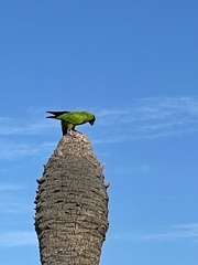 Aratinga nenday