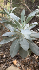 Salvia apiana
