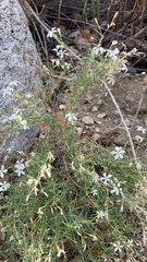 Leptosiphon nuttallii