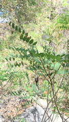 Amorpha fruticosa
