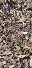 Thelymitra arenaria
