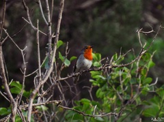 Erithacus rubecula marionae