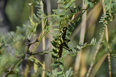 Schistocerca albolineata