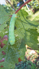 Hippotion celerio