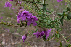 Prostanthera decussata