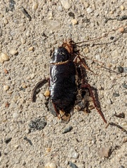 Blatta orientalis
