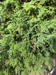 Chamaecyparis lawsoniana