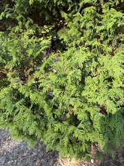 Chamaecyparis lawsoniana