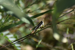 Phaedrotettix