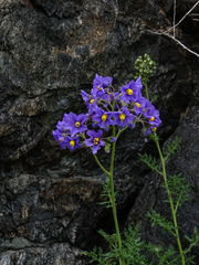 Solanum remyanum