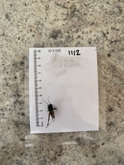 Gryllus