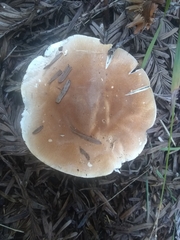 Leucopaxillus gentianeus
