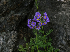 Solanum remyanum