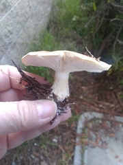 Leucopaxillus gentianeus