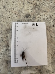Gryllus