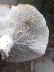 Leucopaxillus gentianeus