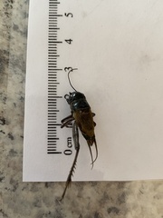 Gryllus