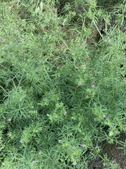 Geranium dissectum