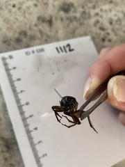 Gryllus
