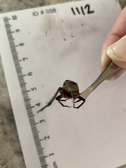 Gryllus