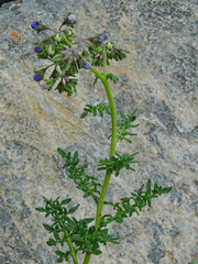Solanum remyanum